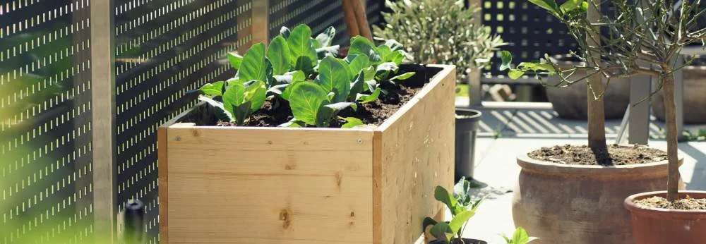 Ein bepflanztes Hochbeet aus hellem Holz steht auf einem sonnigen Balkon.